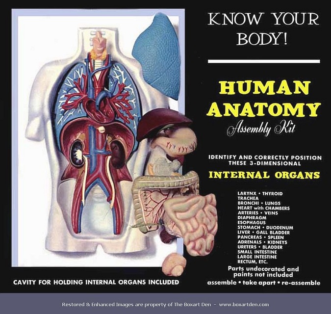 Renwal Human Anatomy